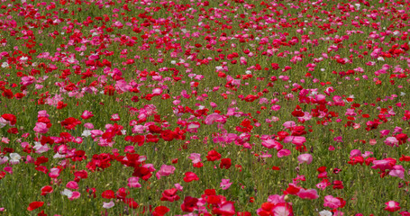 Beautiful Poppy flower garden park