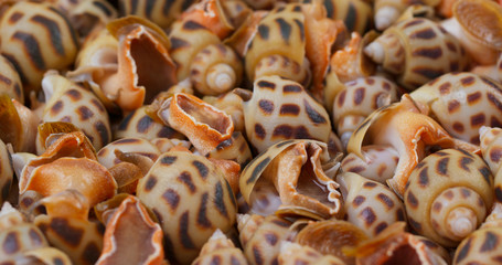 Close up of raw fresh sea snail