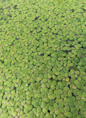 The green duckweed was fully floating in the morning.