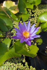 The lotus flower is blooming with dew in the morming.