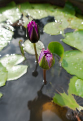 Pink lotus flowers are blooming, raising the tops above the water.