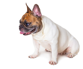 Fototapeta premium french bulldog breed dog