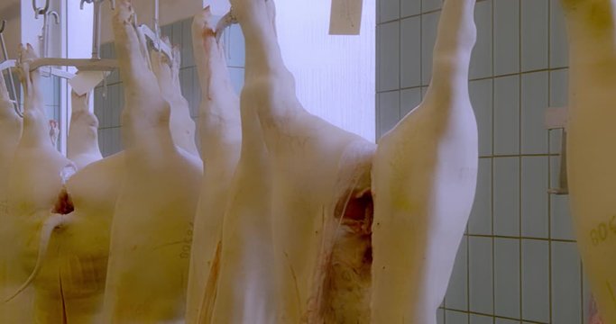 the daily routines in the slaughterhouse.
dead animals that are turned into food