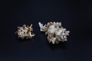Shells of the predatory sea snails of family Muricidae, also known as murex snails or rock snails