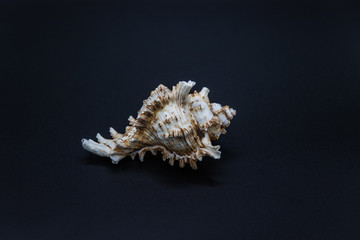 Shell of the predatory sea snails of family Muricidae, also known as murex snails or rock snails