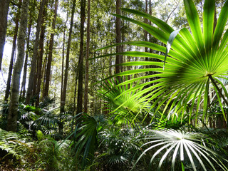 Lush tropical green foliage in the forest at the Maroochydore Botanic Gardens, Sunshine Coast, Queensland, with walking tracks and picnic areas