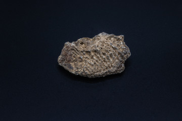 Fossil shell of a sea bivalve mollusk from Cenozoic sedimentary rocks of Saudi Arabia