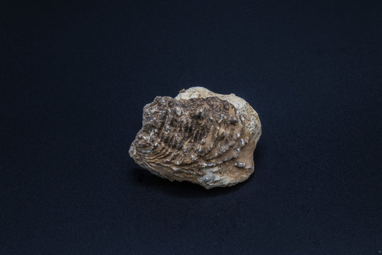 Fossil shell of a sea bivalve mollusk from Cenozoic sedimentary rocks of Saudi Arabia