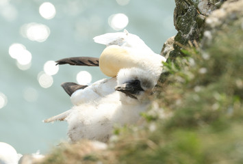 A cute Gannet chick, Morus bassanus, sitting on its nest on a ledge on a cliff in Yorkshire, UK. The parent bird can be seen sitting behind it preening.