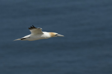 Fototapeta na wymiar A beautiful Gannet, Morus bassanus, flying above the sea in the UK. 