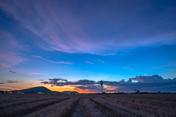Obraz premium sunset on rice field during planting season