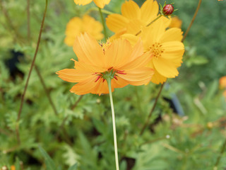 Cosmos sulphureus - Vue de dessous. Ensemble de Cosmos sulfureux aux pétales de coloris jaune soufré