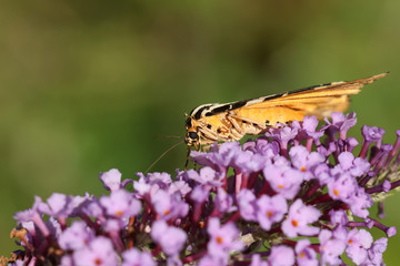 A pretty Jersey Tiger Moth, Euplagia quadripunctaria, nectaring on a Buddleia flower.	