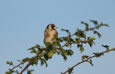 A beautiful Goldfinch, Carduelis carduelis, perched on a Hawthorn tree.