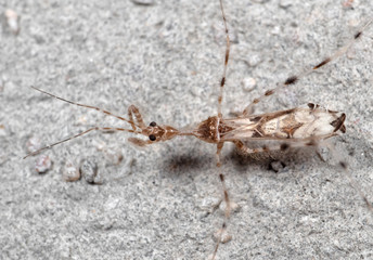 Macro Photo of Baby Praying Mantis on The Rock