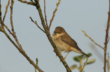 A pretty Reed Warbler, Acrocephalus scirpaceus, perching on a branch of a Willow Tree.