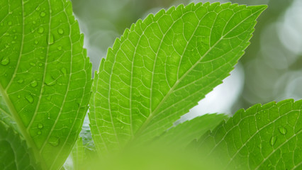 green leaf with drops of water