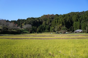 田園風景（大網白里市）