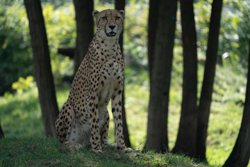 Closeup of Cheetah sitting on watch