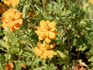 (Cosmos sulphureus) Cosmos sulfureux ou cosmos de Klondike 'Bright light' aux fleurs semi-doubles de coloris jaune soufré