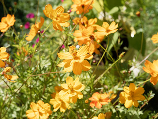 (Cosmos sulphureus) Cosmos sulfureux ou cosmos de Klondike 'Bright light' aux fleurs semi-doubles de coloris jaune soufré