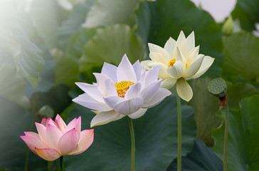 a lotus blossom shining in the morning sun