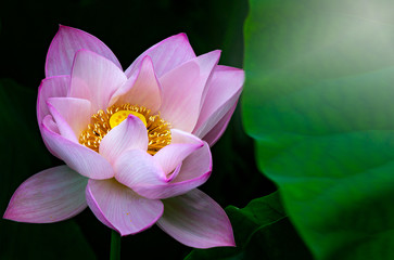 a lotus blossom shining in the morning sun