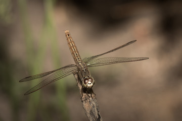 The dragonfly