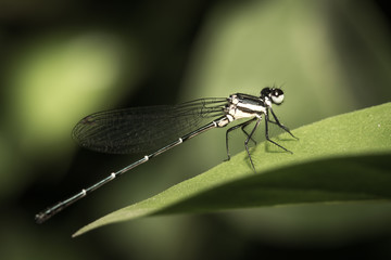 The dragonfly.