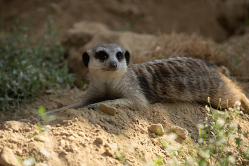 Curious meerkat on watch