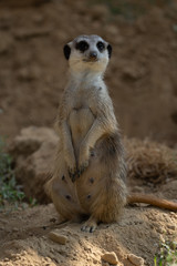 Naklejka na ściany i meble Curious meerkat on watch