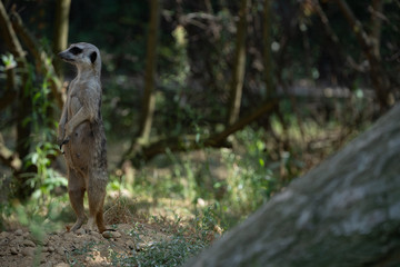 Curious meerkat on watch