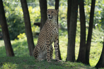 Fototapeta premium Closeup of Cheetah sitting on watch