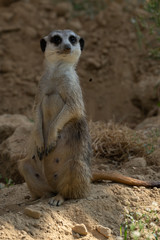 Fototapeta premium Curious meerkat on watch