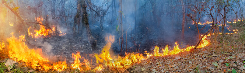 African forest fires in the Congo Basin ,Central Africa