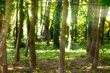 Green ivy braided tree and sunlight penetrating through the trees in the background. bokeh background.