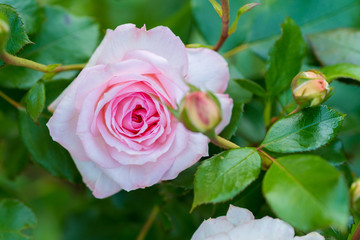 pink rose in the garden