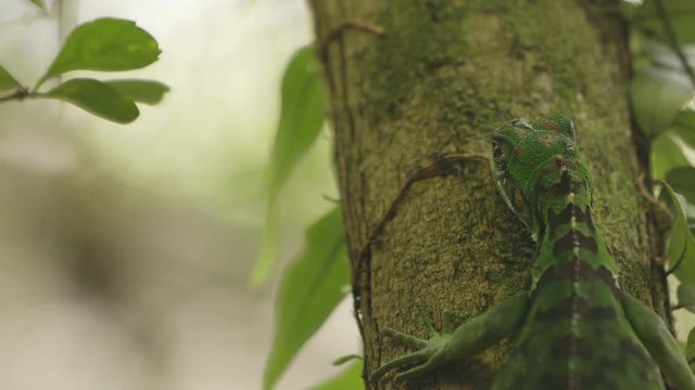 Green Iguana on tree in the Amazonian forest of Brazil, leafs of microgramma (pteridophyta) around the trunk
