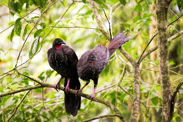 Penelope purpurascens in Costa Rica