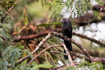 groove billed ani in Costa Rica
