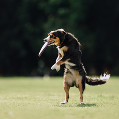 Tricolor Border collie dog catching disc in park