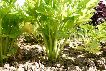 Obraz premium Celery growing in garden. Green natural garden