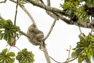 lazy in costa rica