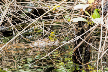 caiman in Costa Rica