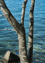 Coastal tree