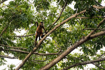 spider monkey in Costa Rica
