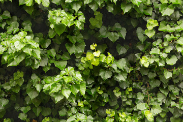 Obraz premium Wild ivy after rain, close up
