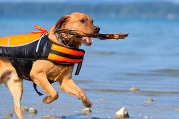 Fuchsroter Labrador Retriever mit Schwimmweste apportiert Stock aus dem See