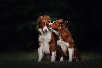 Two border collie dogs kissing in park