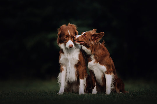 Two Border Collie Dogs Kissing In Park